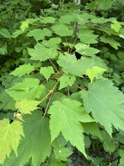 Acer ukurunduense