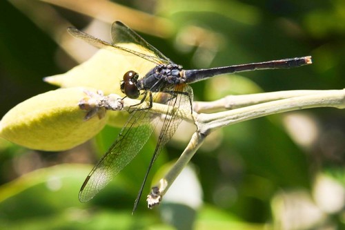 Seaside Dragonlet