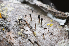 Allocalicium adaequatum