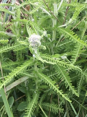 Achillea millefolium image