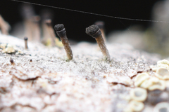 Allocalicium adaequatum