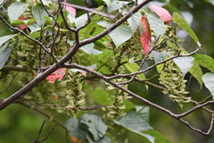 Acer davidii