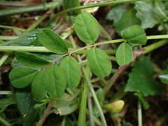 Astragalus nokoensis