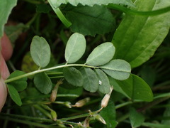 Astragalus nokoensis