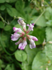 Astragalus nokoensis