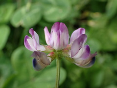 Astragalus nokoensis