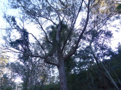 Eucalyptus muelleriana
