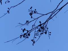 Eucalyptus muelleriana