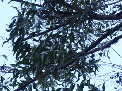 Eucalyptus muelleriana
