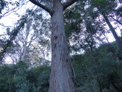 Eucalyptus muelleriana