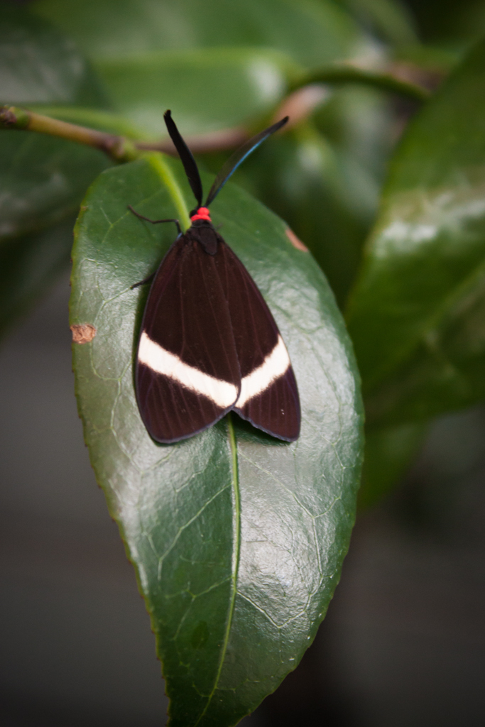 Pidorus glaucopis