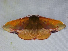 Fascellina clausaria