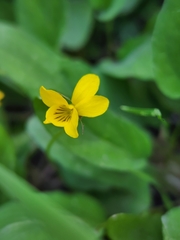 Viola praemorsa