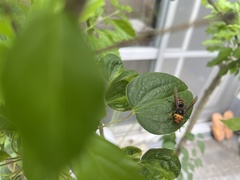 Vespa analis insularis