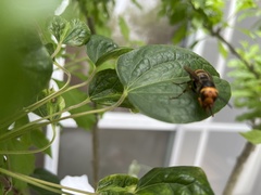 Vespa analis insularis