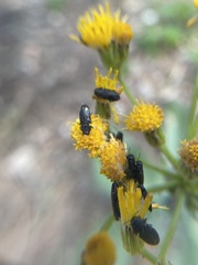 Buprestinae