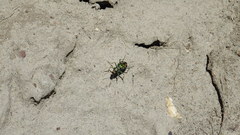 Cicindela decemnotata