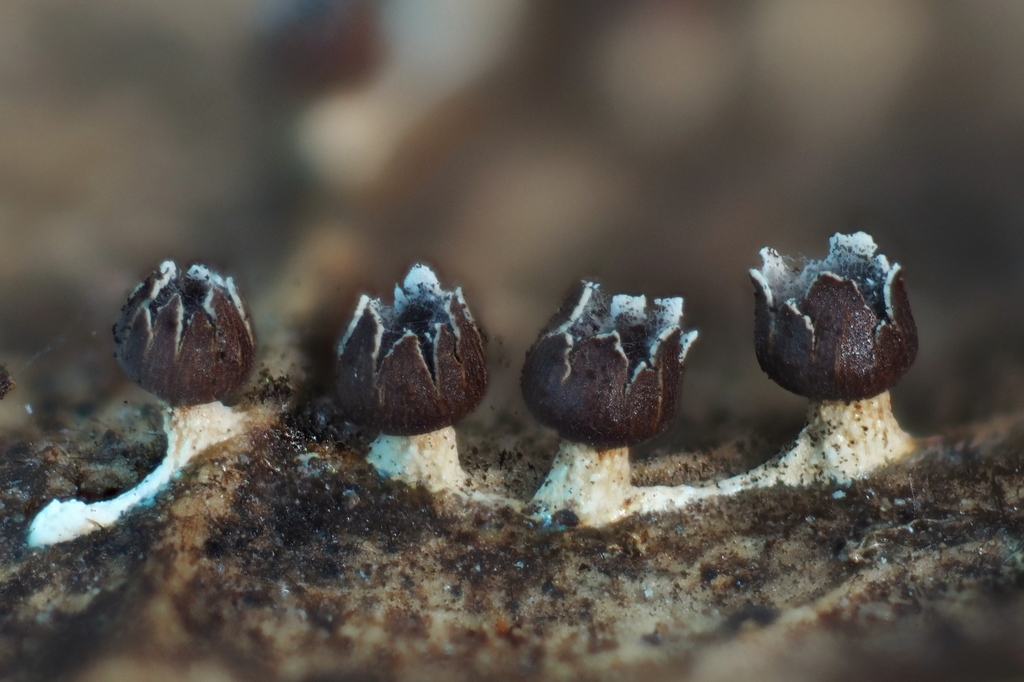 Diderma asteroides