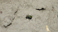 Cicindela decemnotata