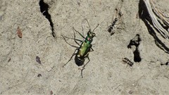 Cicindela decemnotata