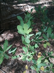 Quercus vacciniifolia