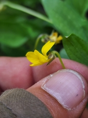 Viola praemorsa
