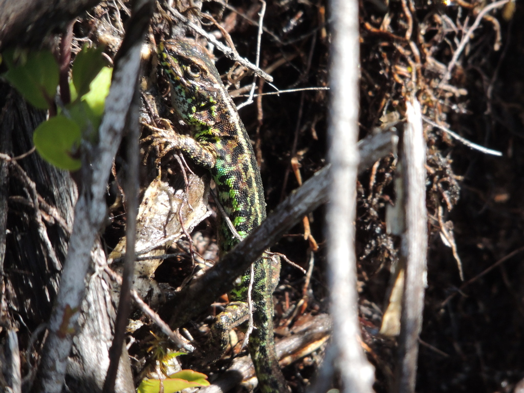 Liolaemus pictus chiloeensis