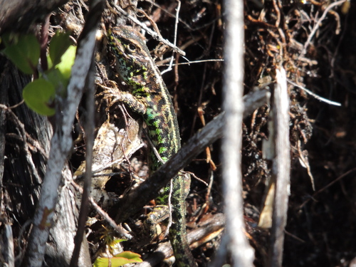 Liolaemus pictus chiloeensis