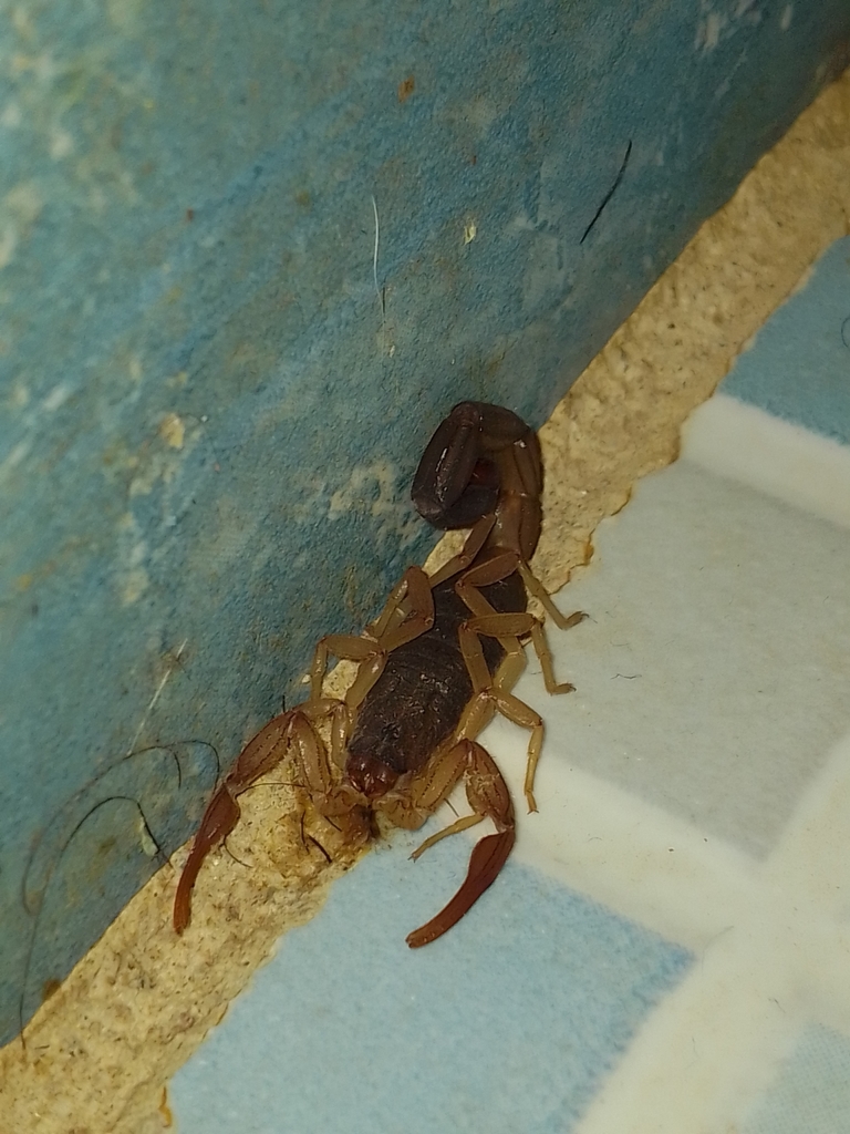Centruroides edwardsii from Guadalupe Victoria, 82708 La Cruz, Sin