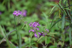 Pedicularis spicata