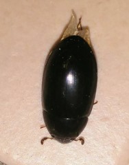 Hydrobiomorpha casta