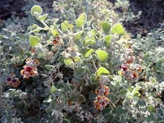 Chenopodium curvispicatum