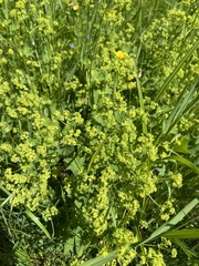 Alchemilla subcrenata