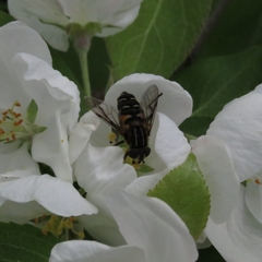 Helophilus groenlandicus