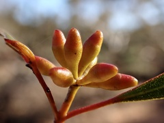 Eucalyptus oleosa oleosa