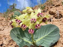 Asclepias cryptoceras