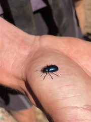 Chrysochus cobaltinus