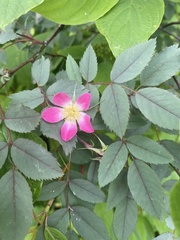 Rosa glauca