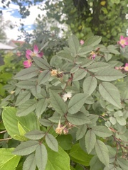 Rosa glauca