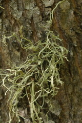 Ramalina leptocarpha
