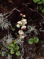 Pyrola morrisonensis
