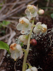 Pyrola morrisonensis