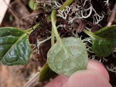 Pyrola morrisonensis