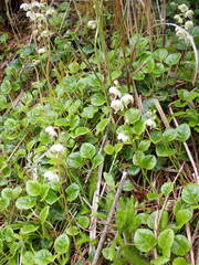 Pyrola morrisonensis