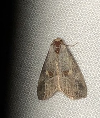 Hyperstrotia flaviguttata