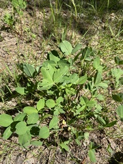 Trifolium hybridum