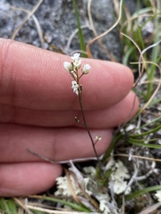 Draba fladnizensis
