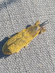 Lixus bardanae