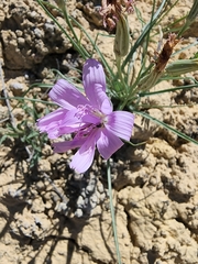 Lygodesmia grandiflora
