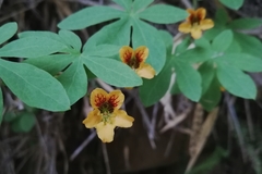 Tropaeolum ciliatum